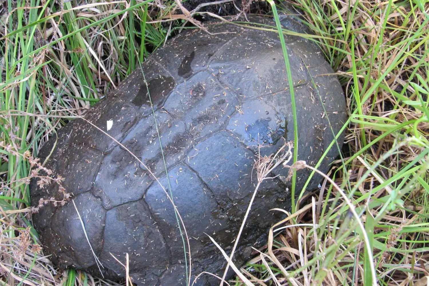 Celebrating World Reptile Day, photo 5