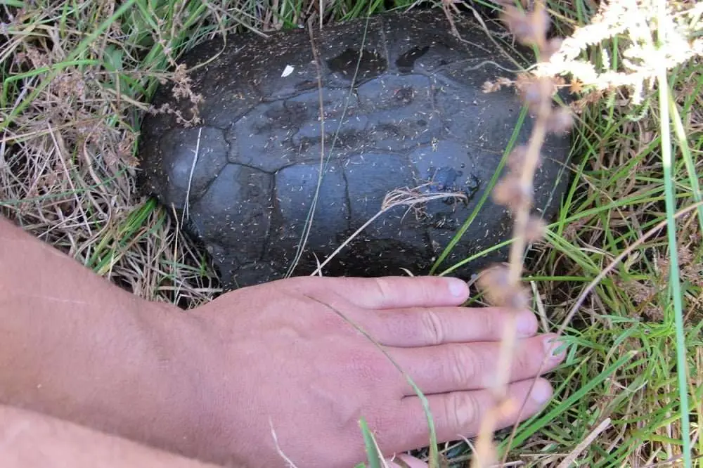 Celebrating World Reptile Day, photo 6