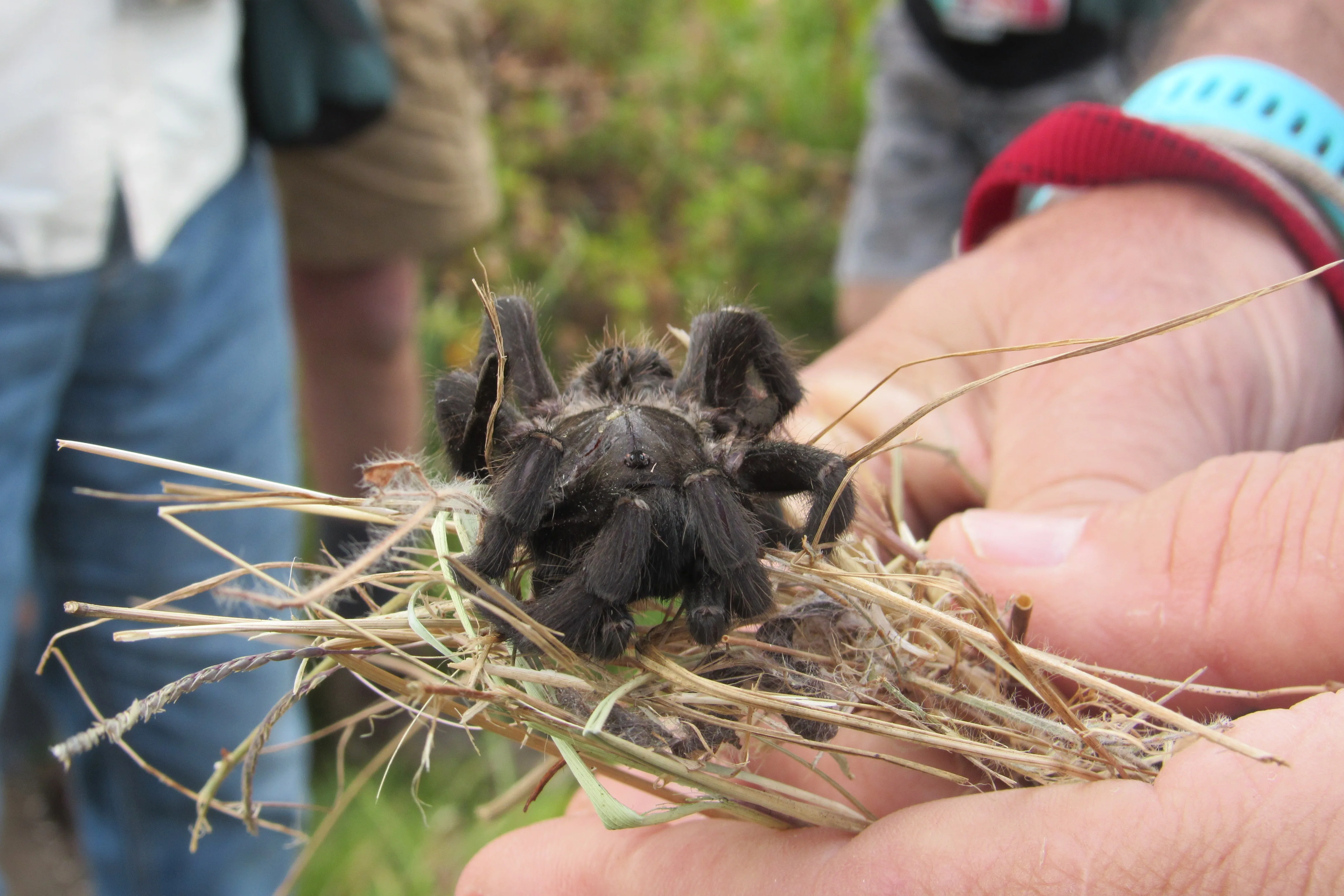 Exploring the Fascinating World of Reptiles and Arachnids at Kenilworth Racecourse Conservation Area, photo 16