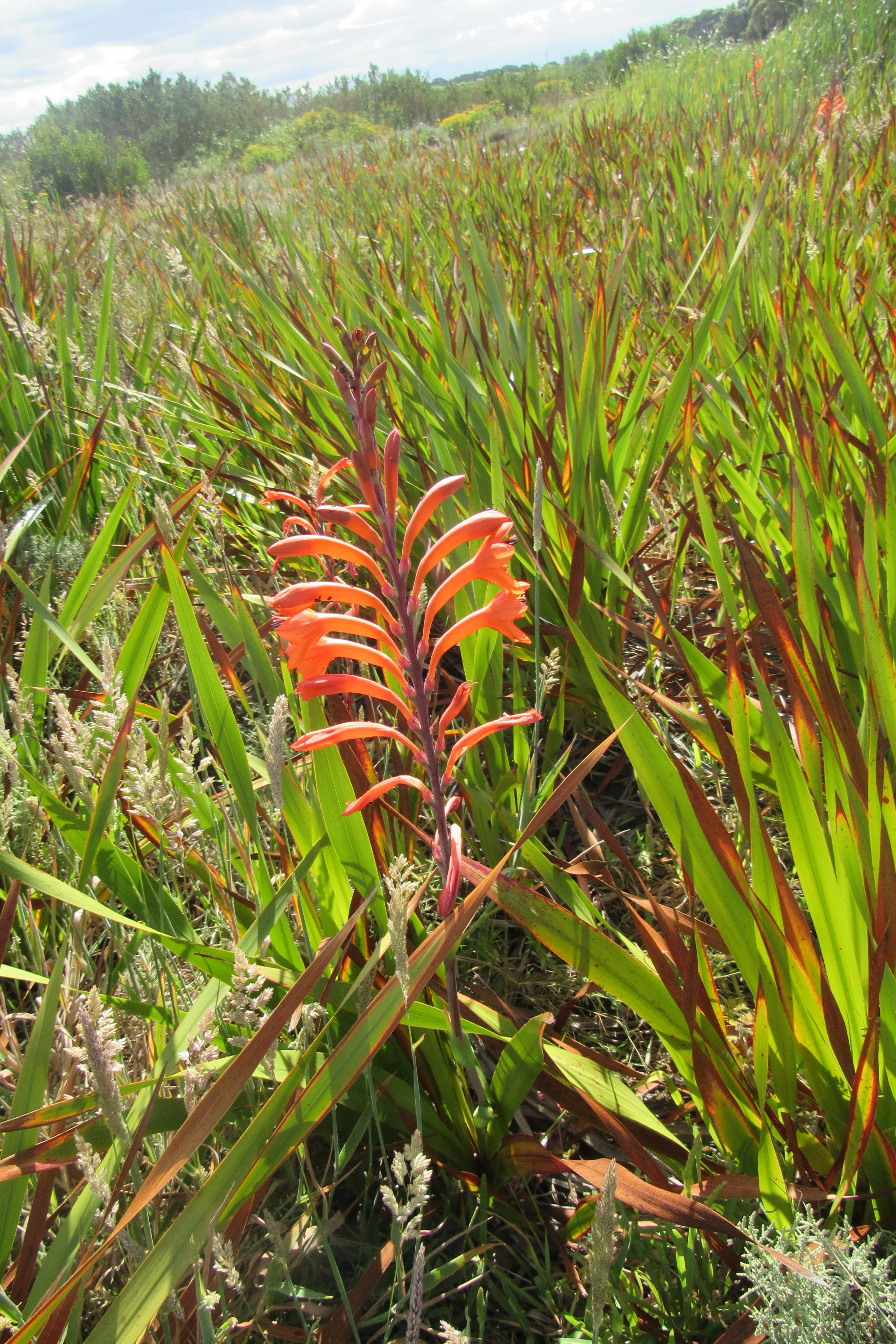 Exploring the Fascinating World of Reptiles and Arachnids at Kenilworth Racecourse Conservation Area, photo 14