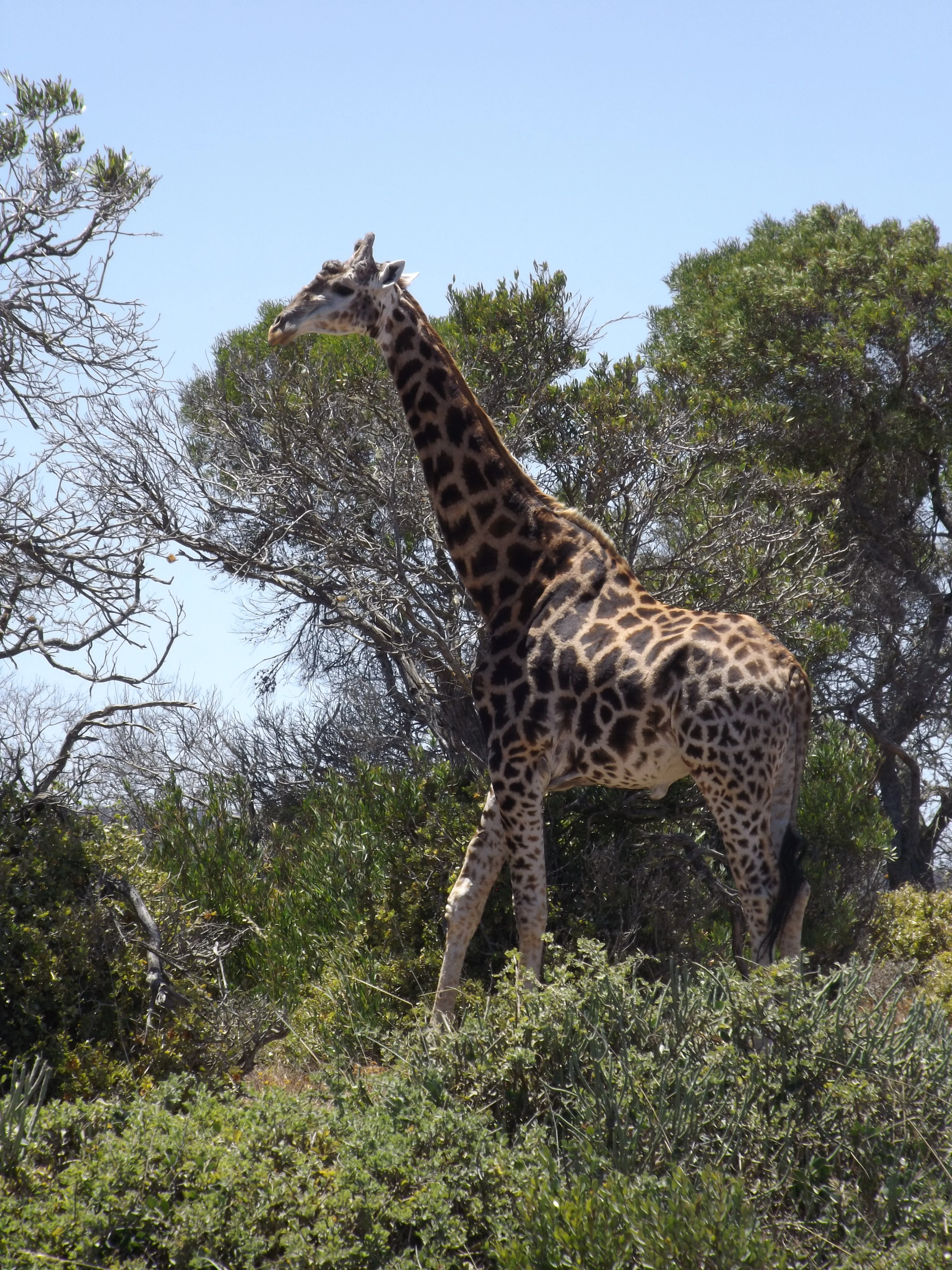 Green Skills learners team up with giraffes and Princess Laurentien for a day of Wildlife Crime-Solving, photo 3