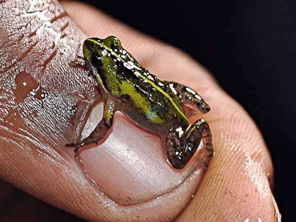 Celebrating Wildlife Conservation Day 4th December 2023: A Call to Preserve Earth’s Biodiversity