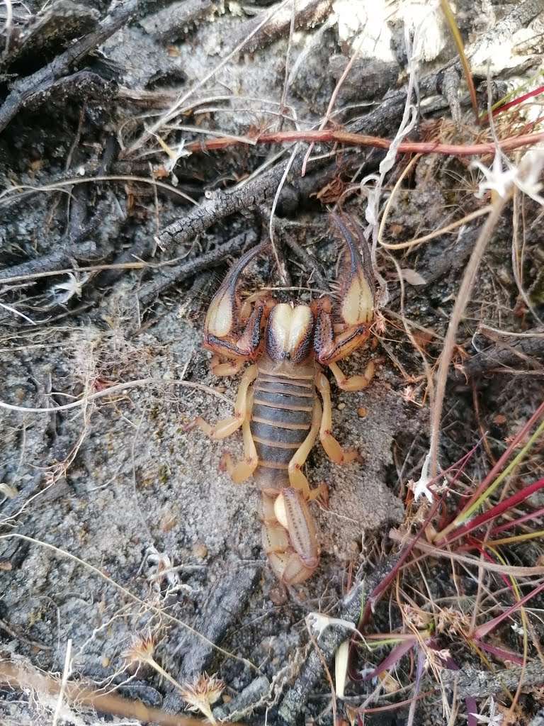 Exploring the Fascinating World of Reptiles and Arachnids at Kenilworth Racecourse Conservation Area, photo 2