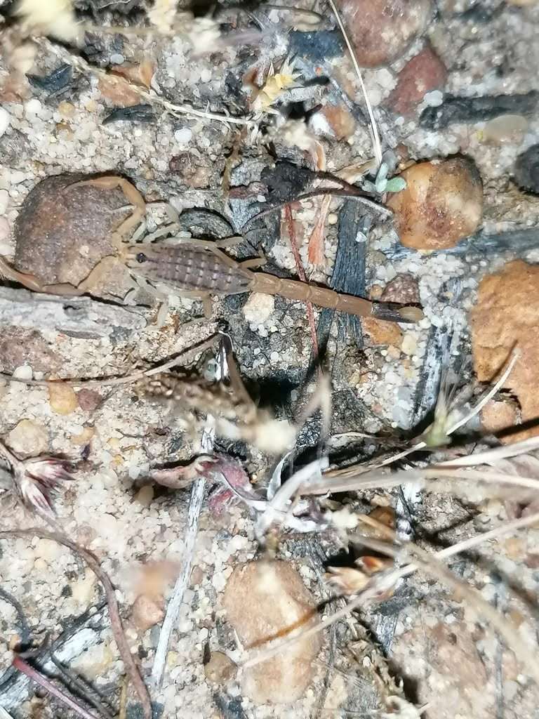 Exploring the Fascinating World of Reptiles and Arachnids at Kenilworth Racecourse Conservation Area, photo 8