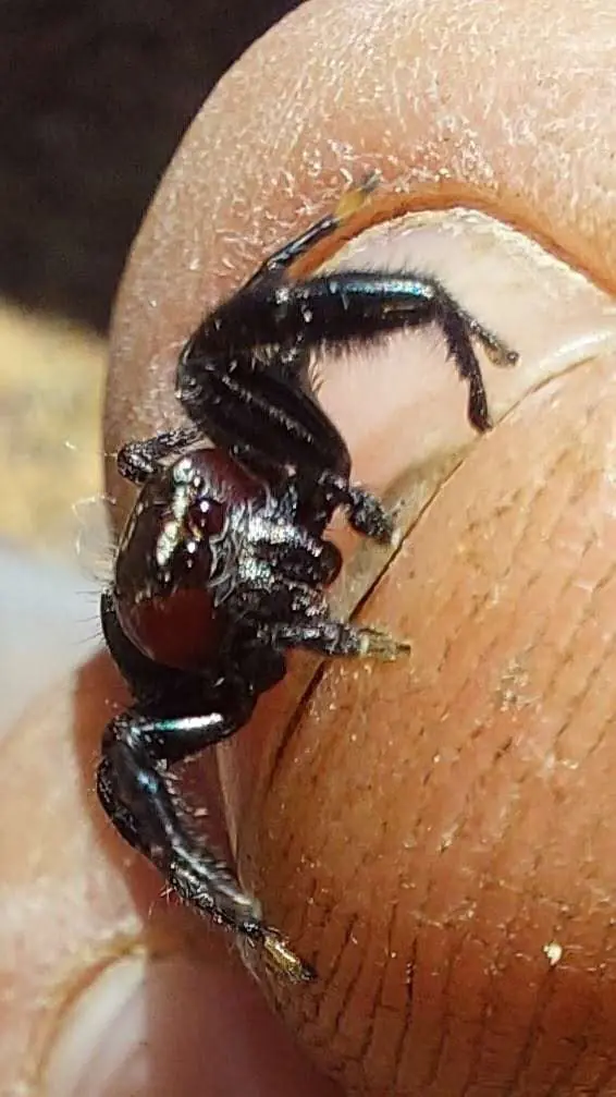 Exploring the Fascinating World of Reptiles and Arachnids at Kenilworth Racecourse Conservation Area, photo 7