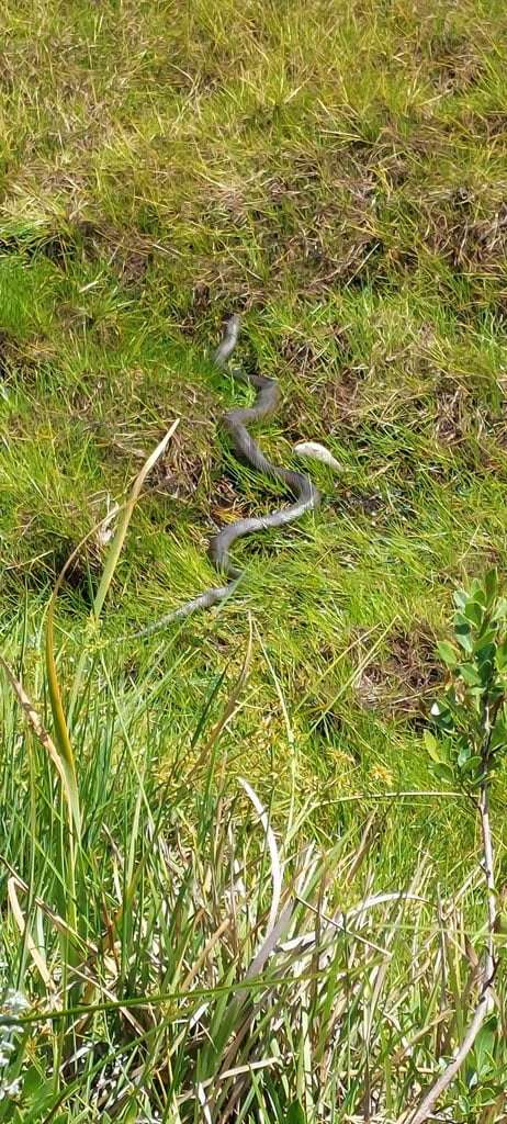 Exploring the Fascinating World of Reptiles and Arachnids at Kenilworth Racecourse Conservation Area, photo 5