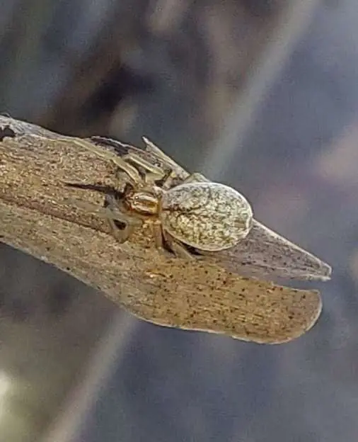 Exploring the Fascinating World of Reptiles and Arachnids at Kenilworth Racecourse Conservation Area, photo 4