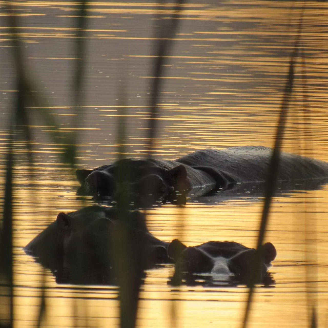 Celebrating World Hippo Day., photo 4