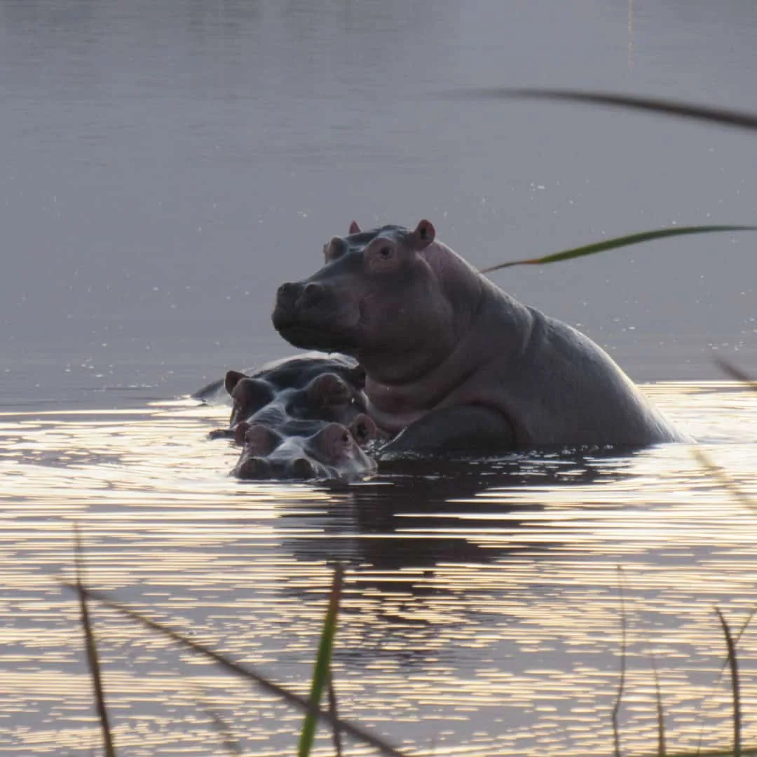 Celebrating World Hippo Day., photo 3