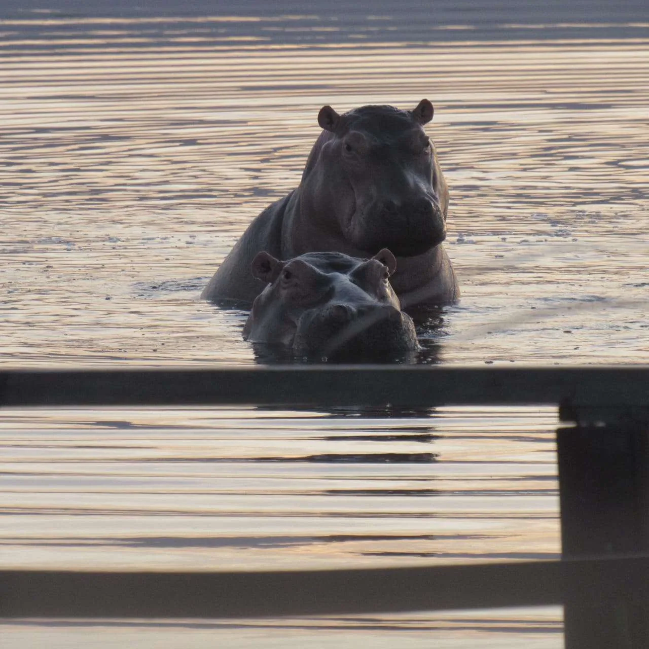 Celebrating World Hippo Day., photo 1