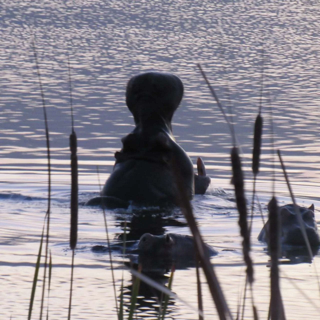 Celebrating World Hippo Day., photo 5