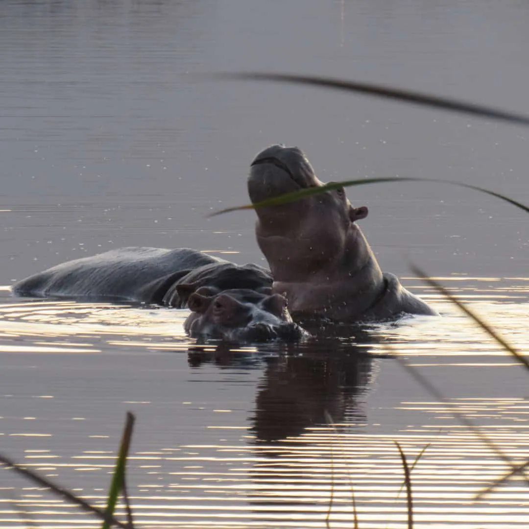 Celebrating World Hippo Day., photo 2