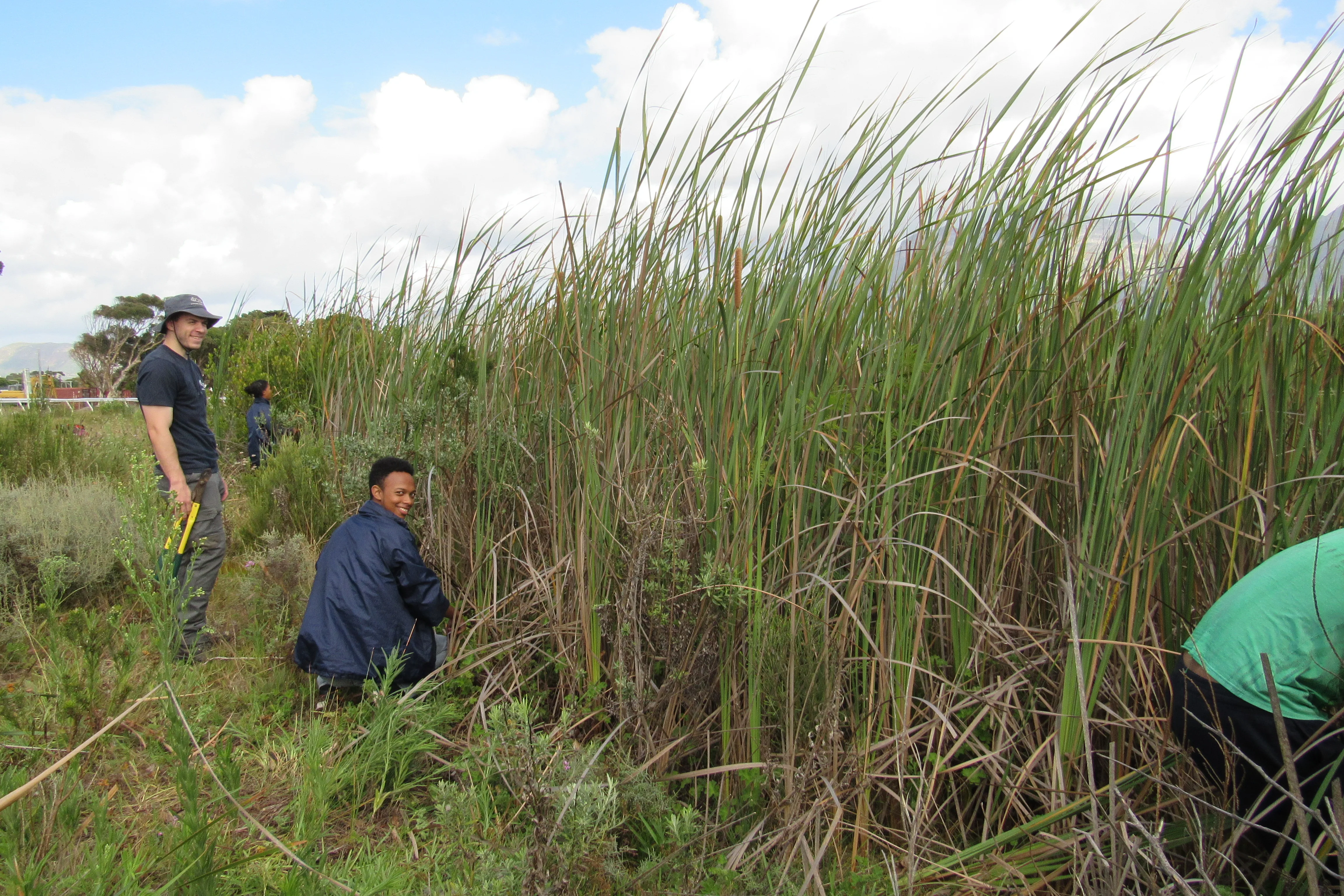 Revitalising Kenilworth Racecourse Conservation Area’s Wetlands: A Lifeline for the Critically Endangered Micro Frog, photo 17