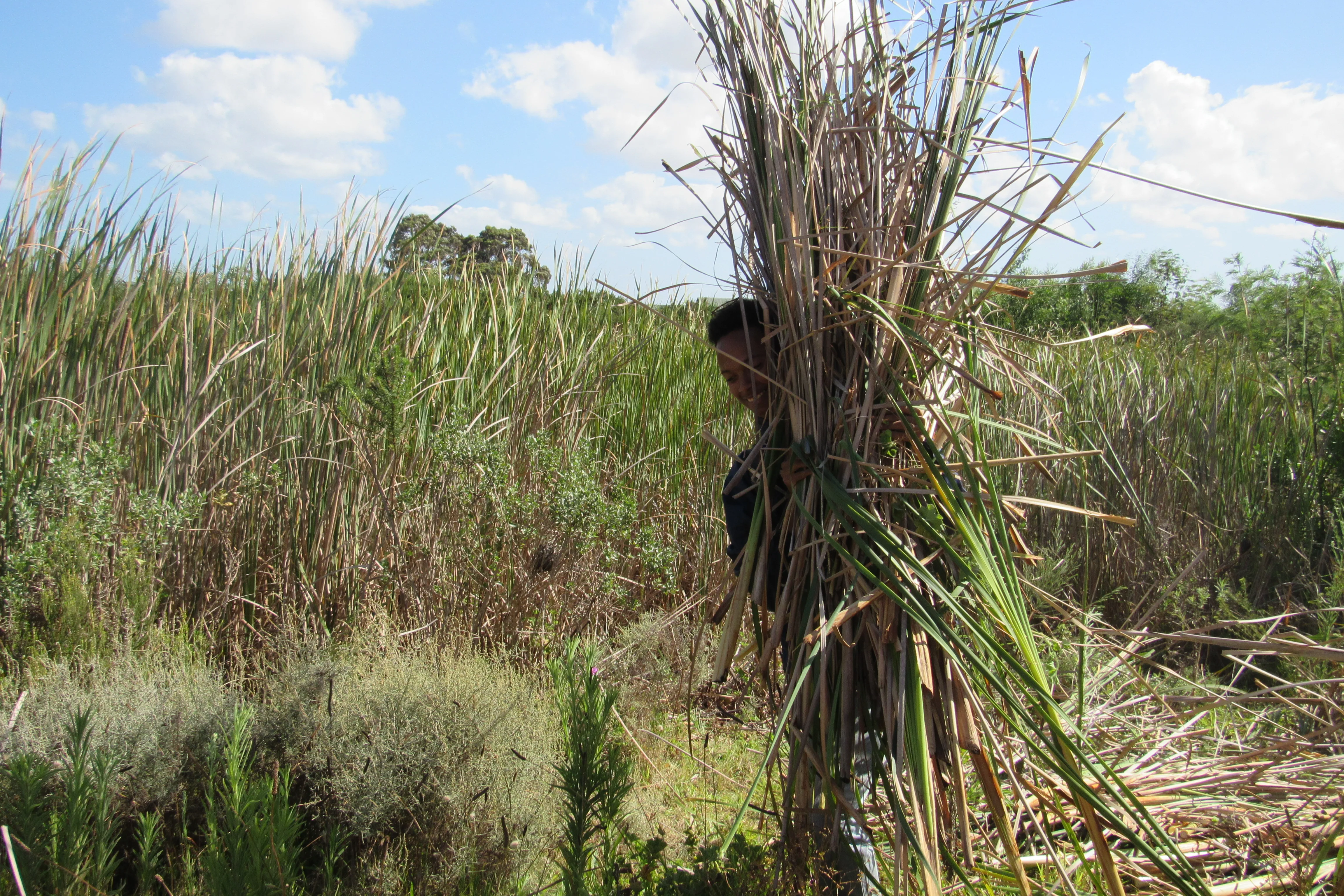 Revitalising Kenilworth Racecourse Conservation Area’s Wetlands: A Lifeline for the Critically Endangered Micro Frog, photo 11