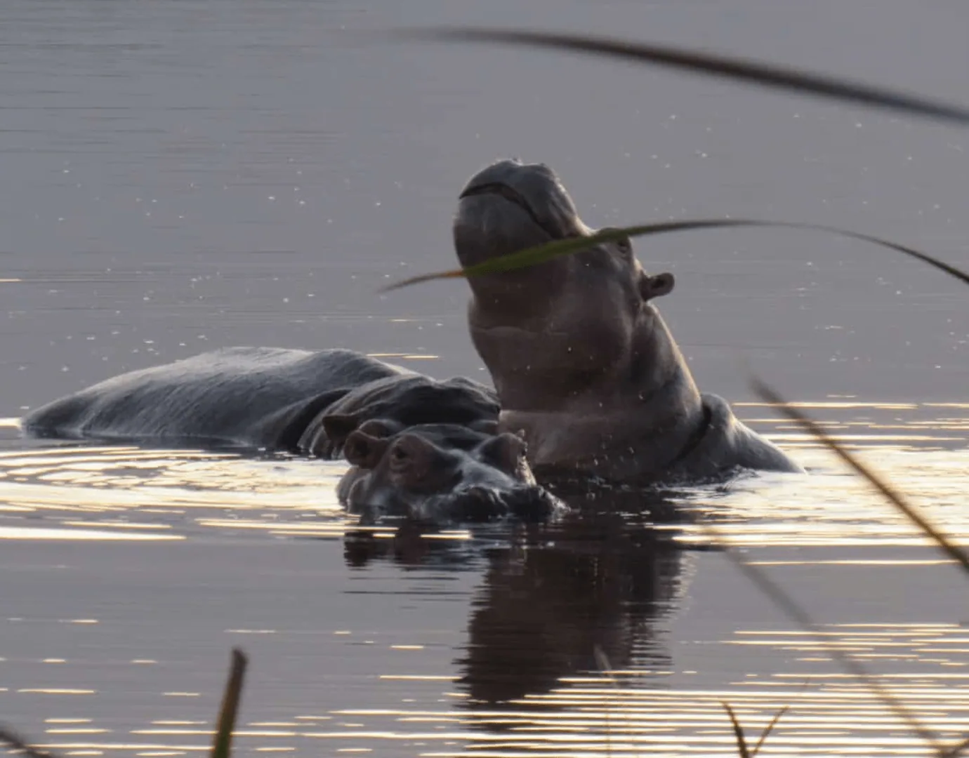 Celebrating World Hippo Day.