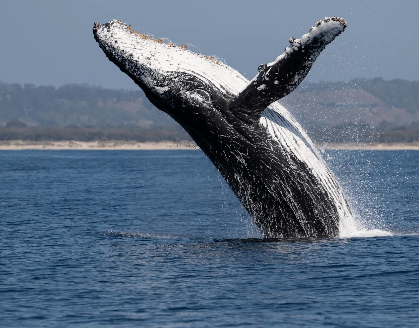 Celebrating World Whale Day