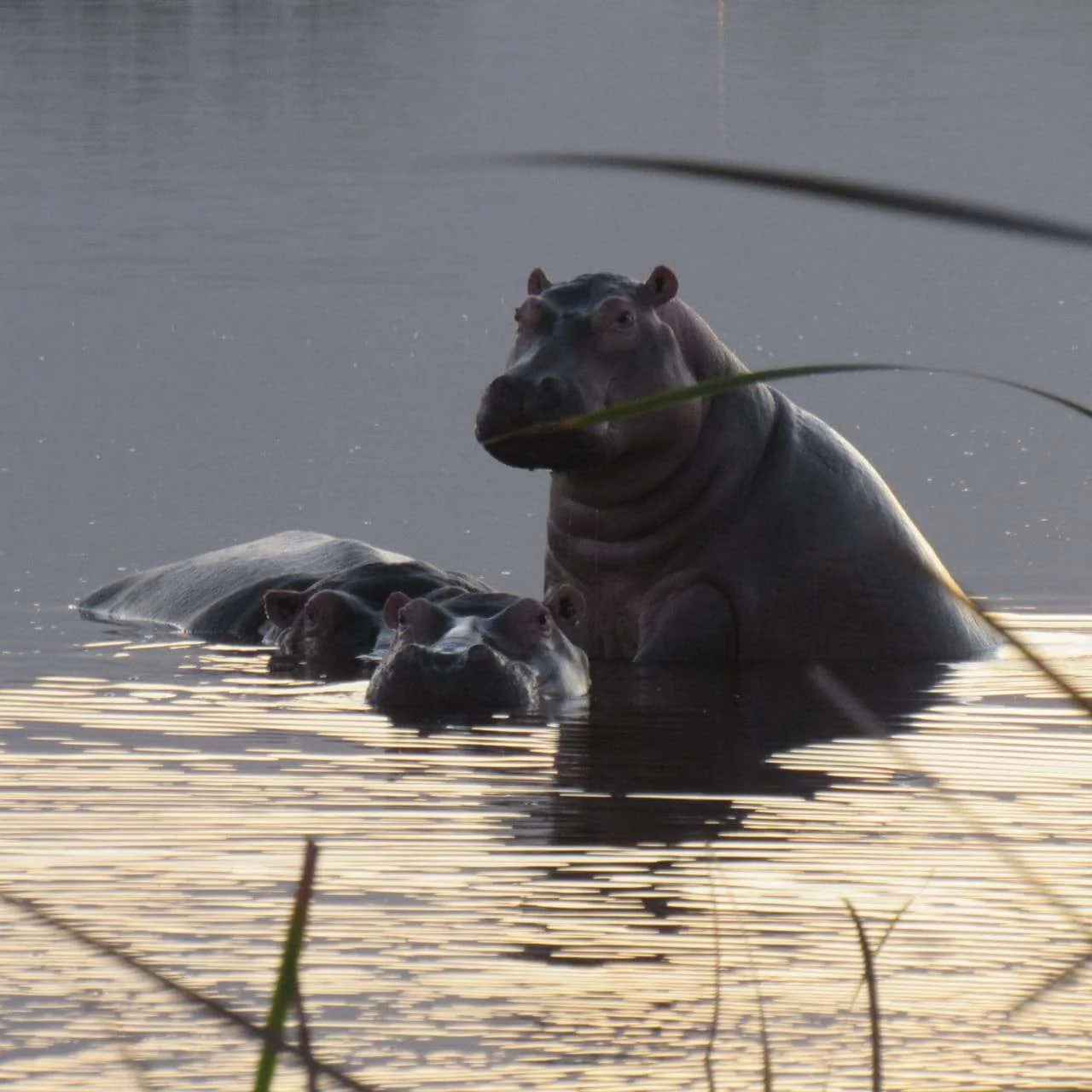 Celebrating World Hippo Day., photo 6