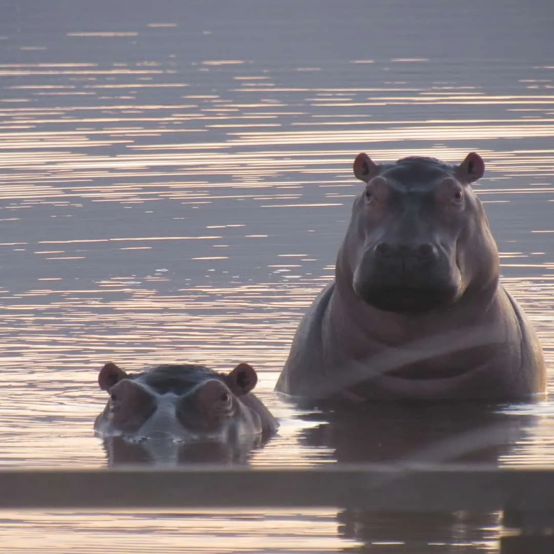 Celebrating World Hippo Day., photo 7