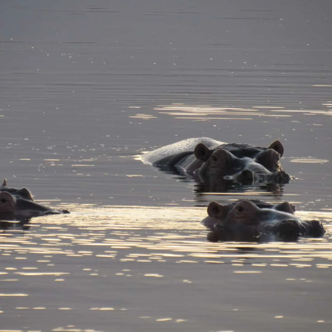 Celebrating World Hippo Day., photo 8