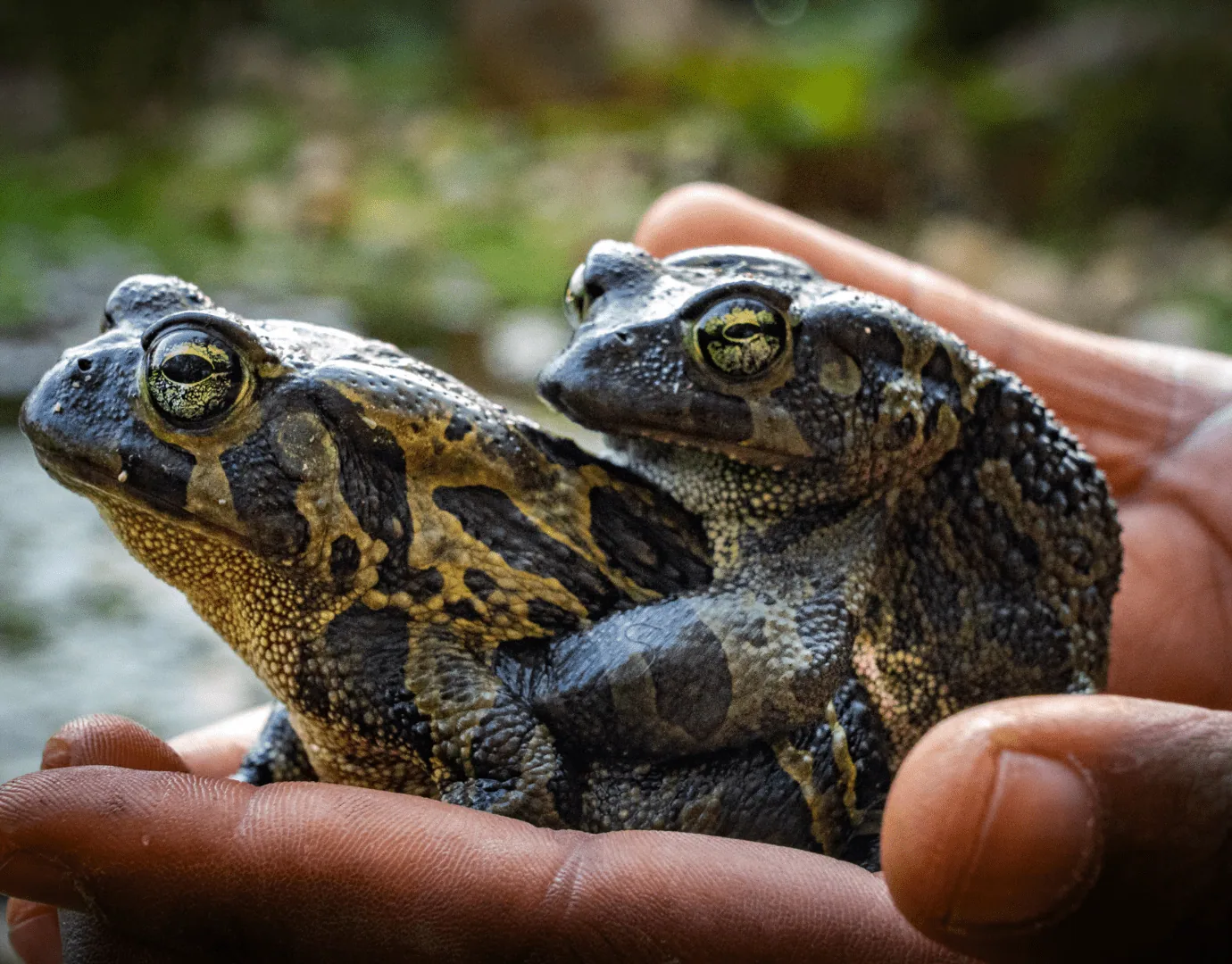 Celebrating South Africa’s Unique Wildlife on Endangered Species Day
