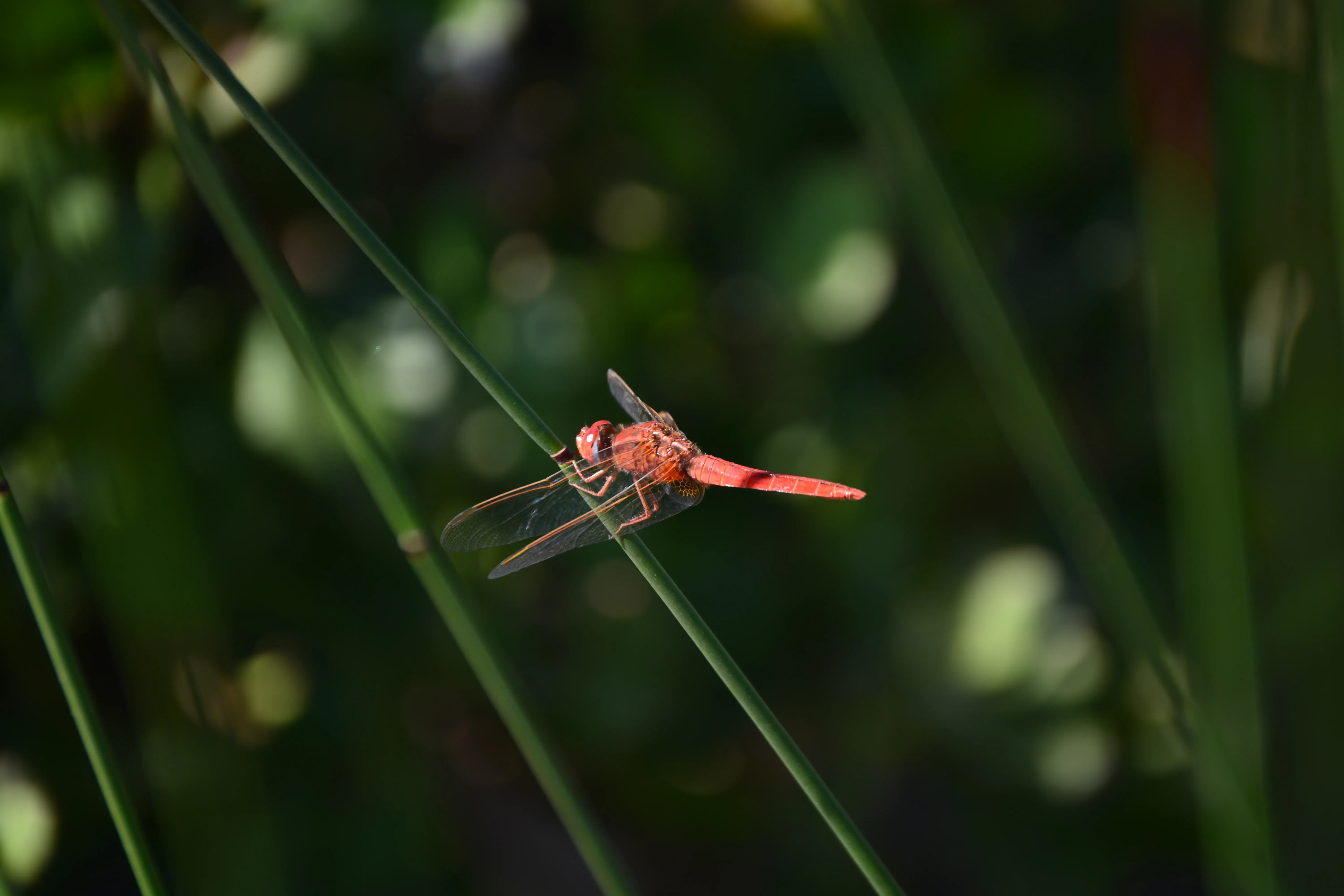 Exploring the Incredible Diversity and Critical Roles of Insects in the Milnerton Race Course Conservation Area, photo 2