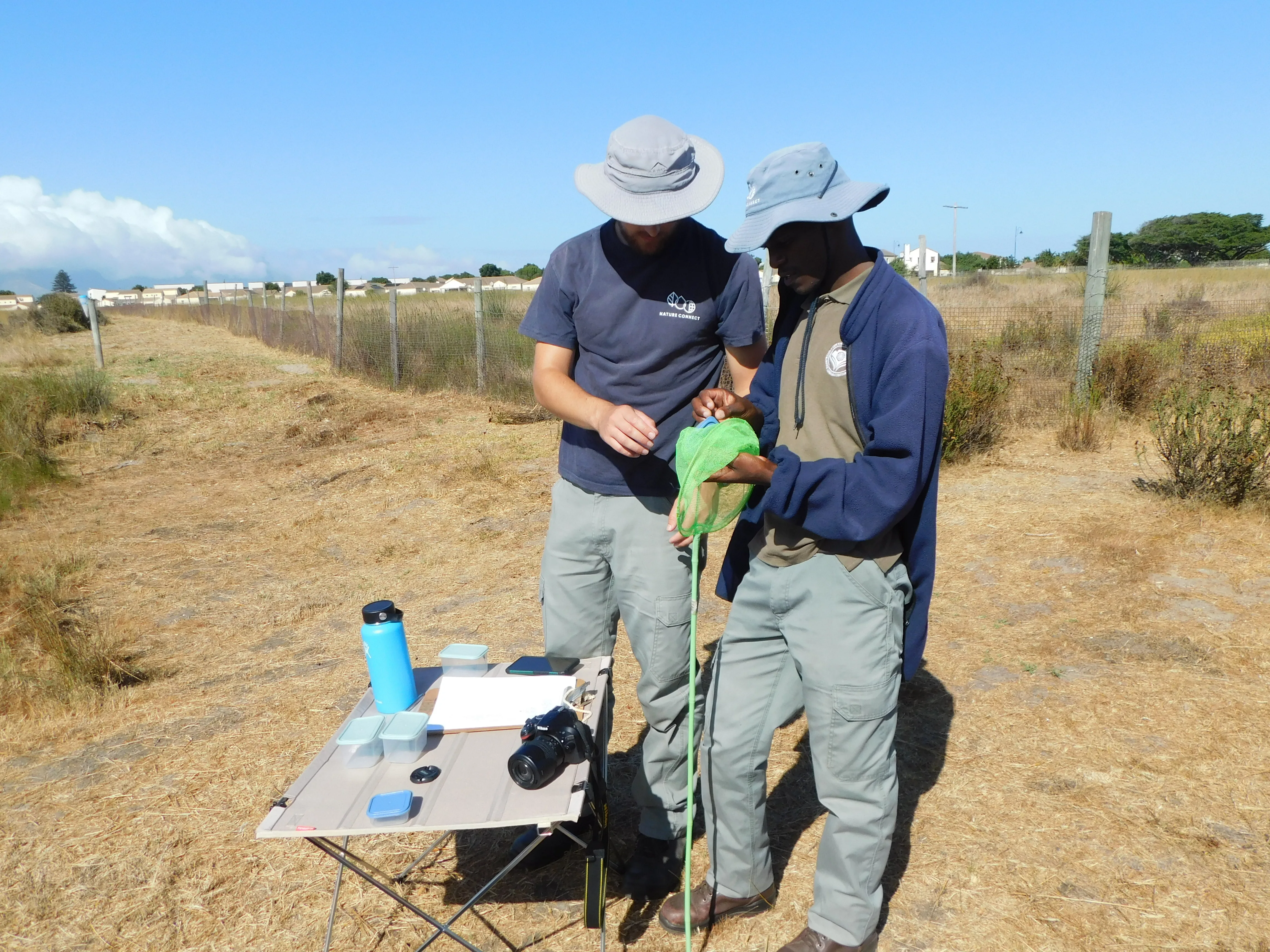 Exploring the Incredible Diversity and Critical Roles of Insects in the Milnerton Race Course Conservation Area, photo 3