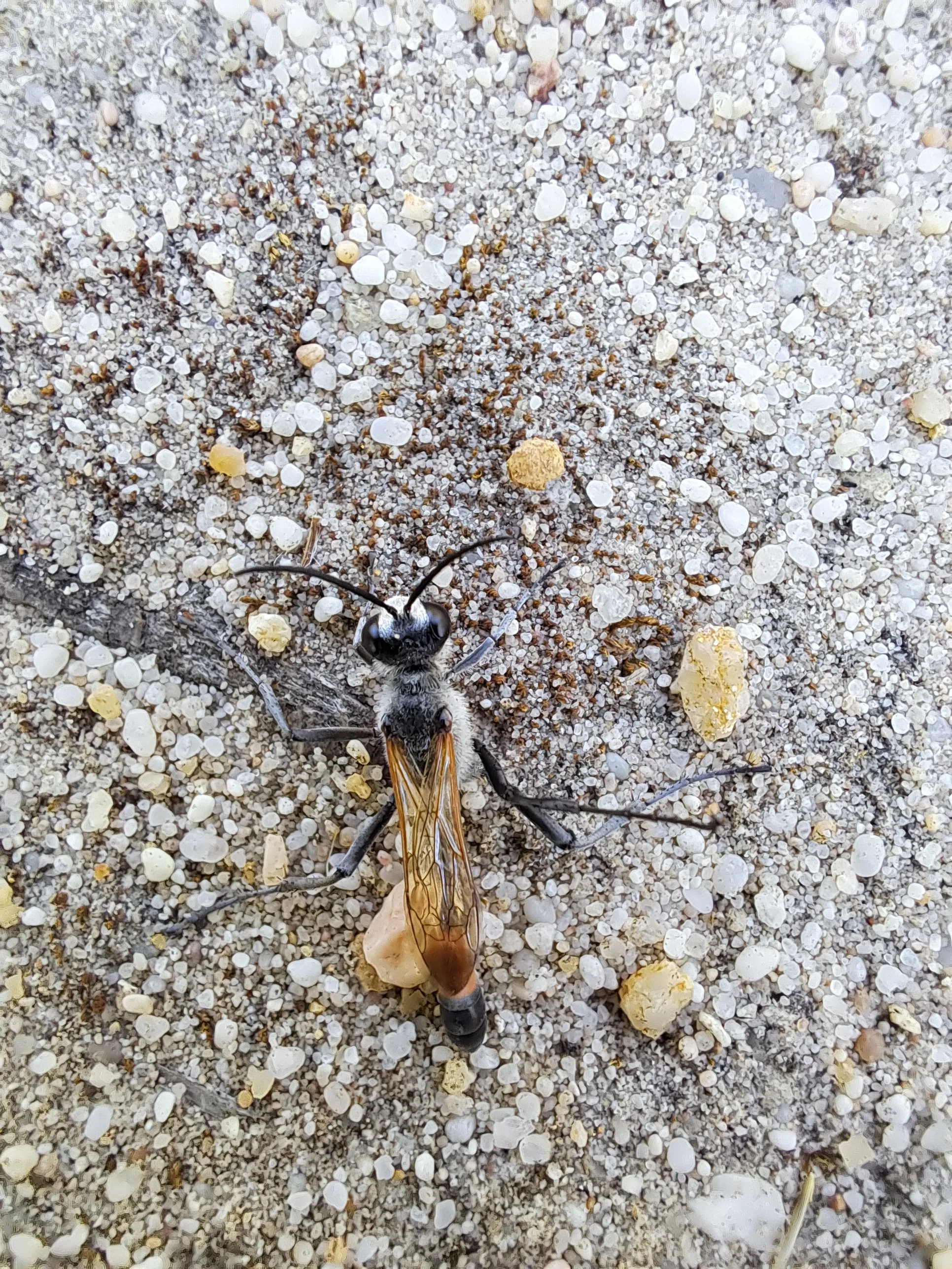 Exploring the Incredible Diversity and Critical Roles of Insects in the Milnerton Race Course Conservation Area, photo 4