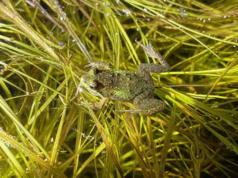 World Frog Day 2024 – Micro frog: The mighty impact of tiny frogs, photo 4