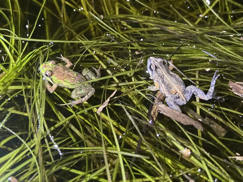 World Frog Day 2024 – Micro frog: The mighty impact of tiny frogs, photo 5