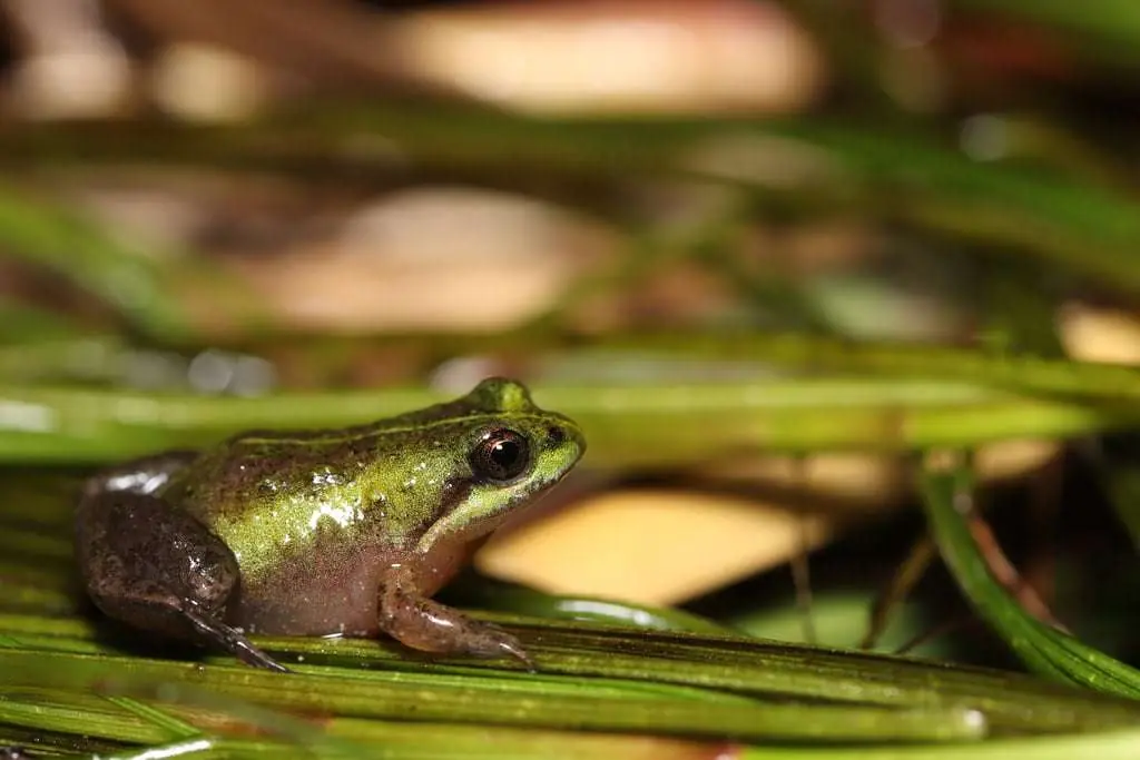 World Frog Day 2024 – Micro frog: The mighty impact of tiny frogs, photo 6