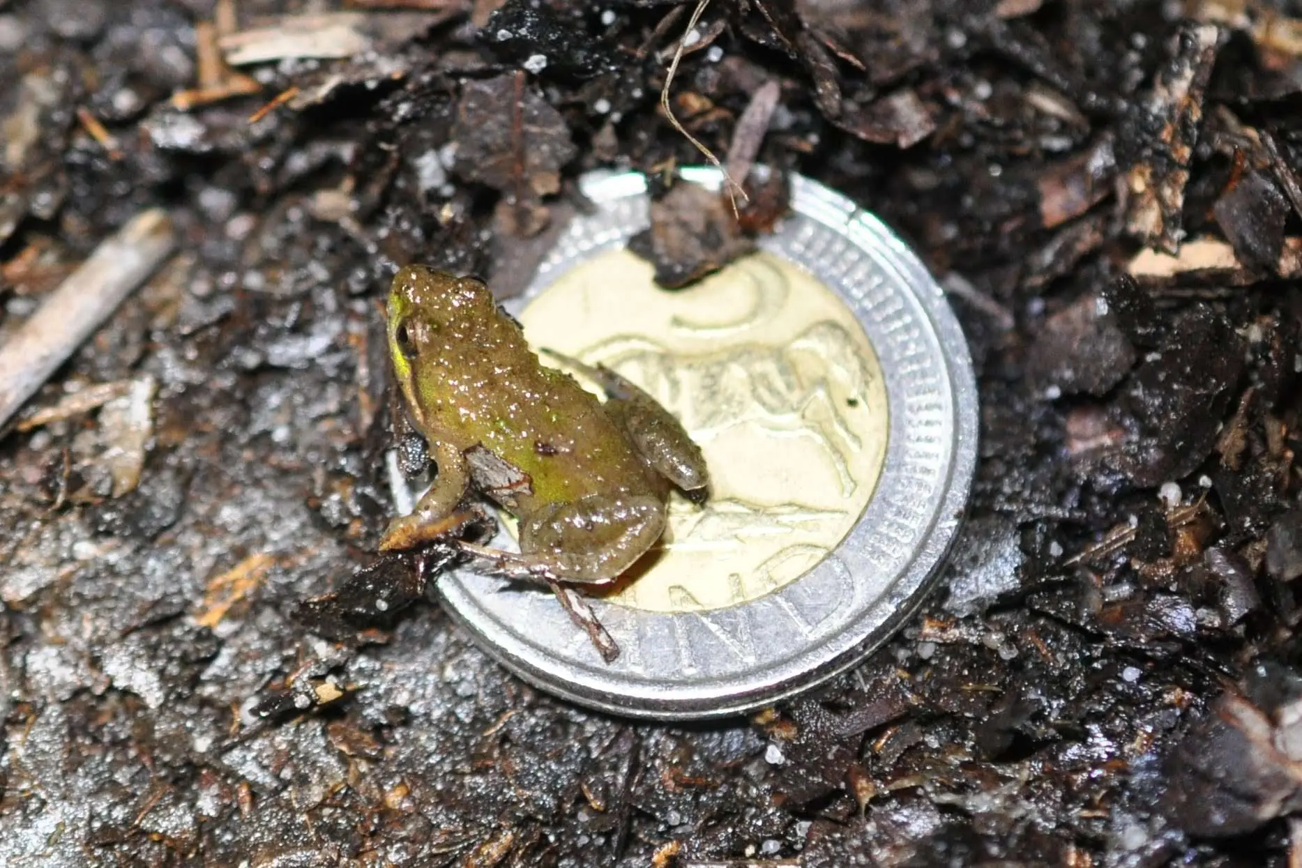 World Frog Day 2024 – Micro frog: The mighty impact of tiny frogs