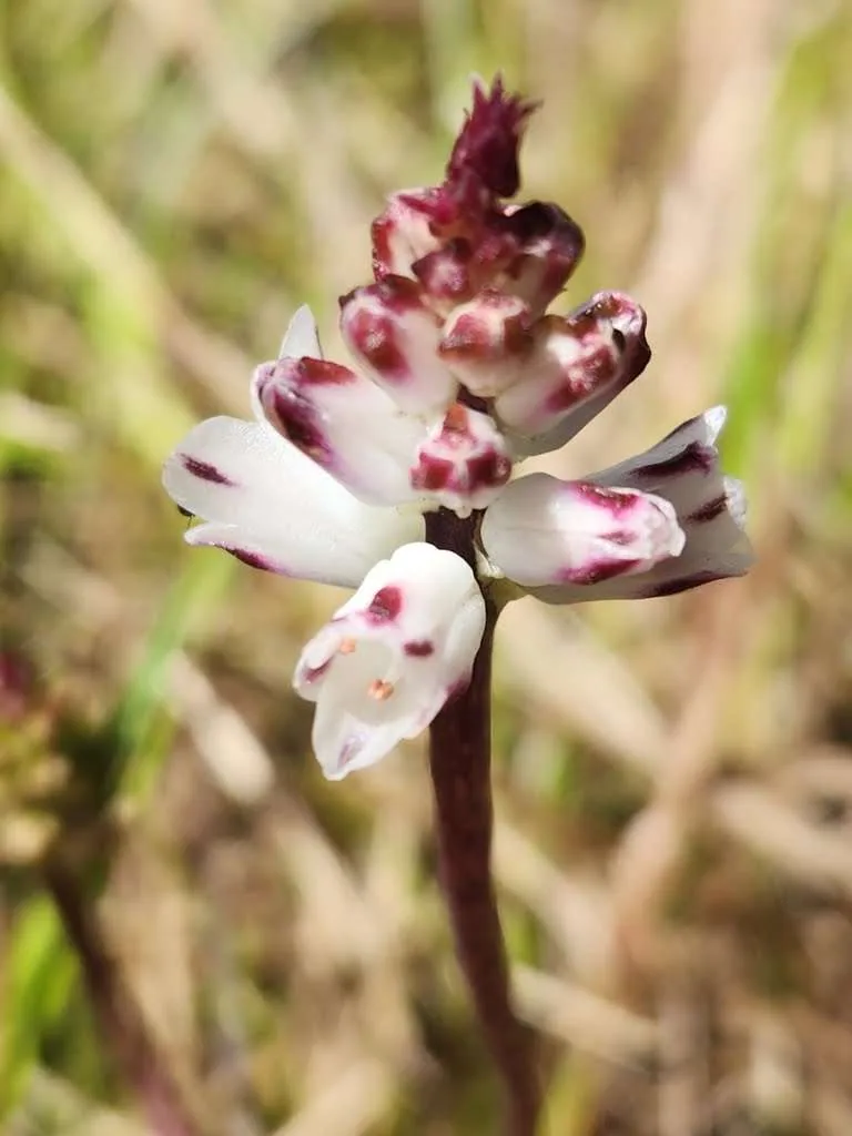 Embracing the Green: Celebrating Plant Appreciation Day and Conservation Efforts in South Africa, photo 6
