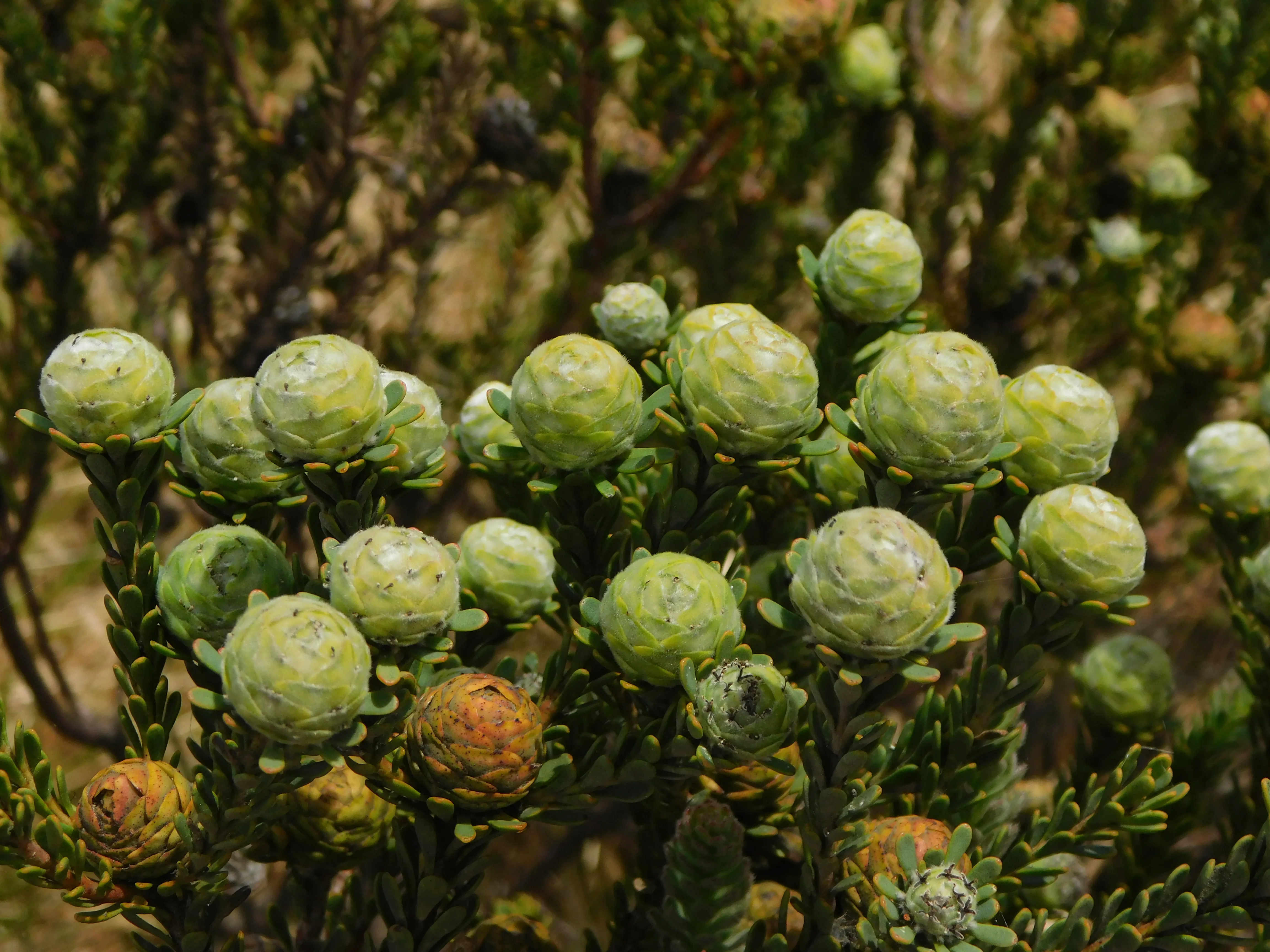 Embracing the Green: Celebrating Plant Appreciation Day and Conservation Efforts in South Africa, photo 5