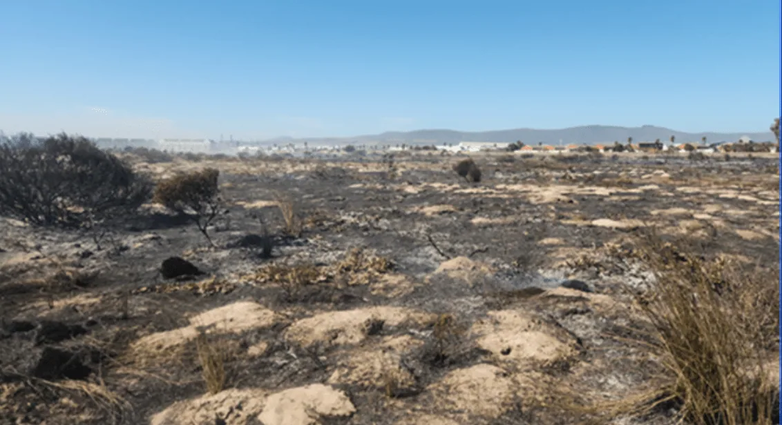 Ecological Burn at Milnerton Racecourse a Section of Table Bay Nature Reserve, photo 4