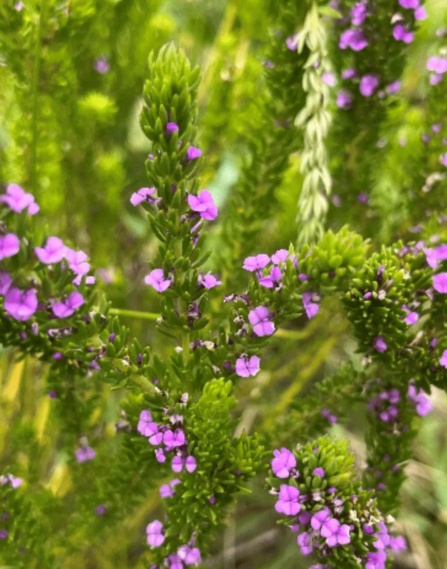 Embracing the Green: Celebrating Plant Appreciation Day and Conservation Efforts in South Africa, photo 1