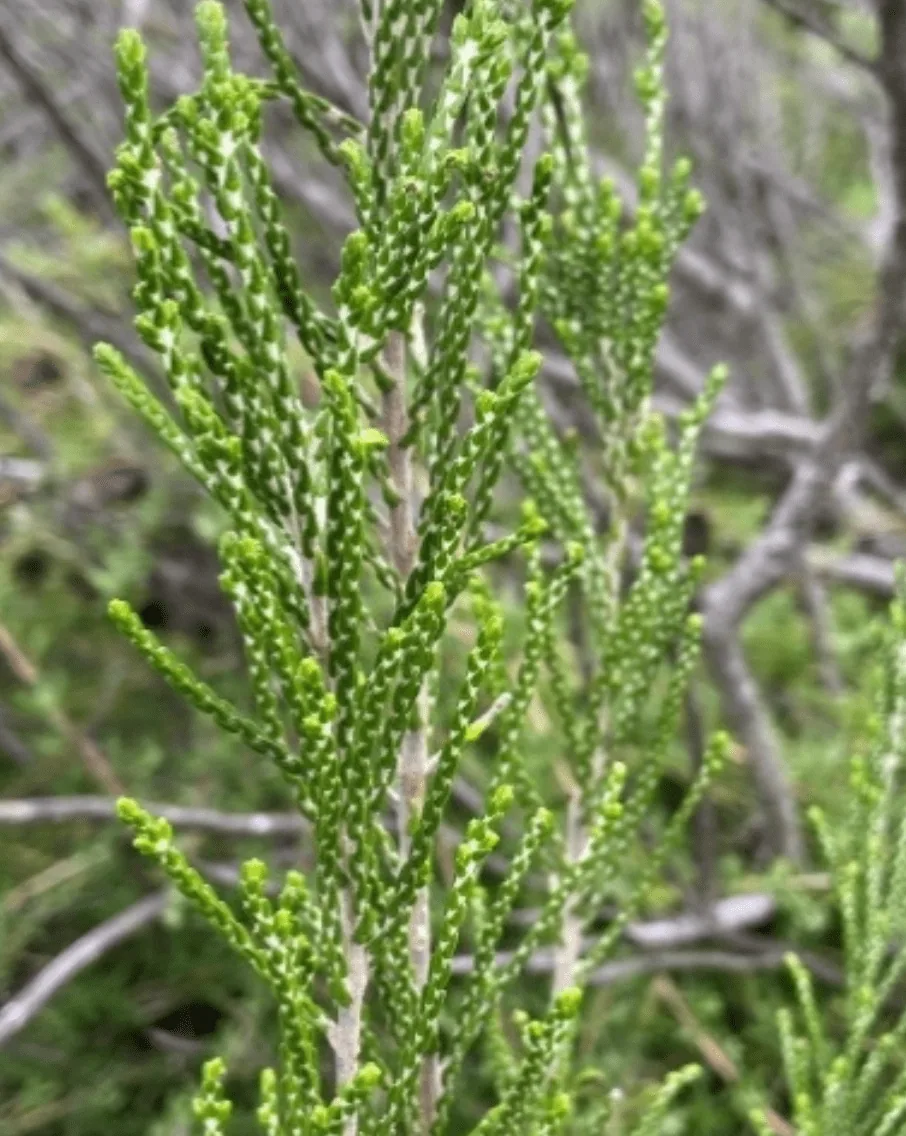 Embracing the Green: Celebrating Plant Appreciation Day and Conservation Efforts in South Africa, photo 2