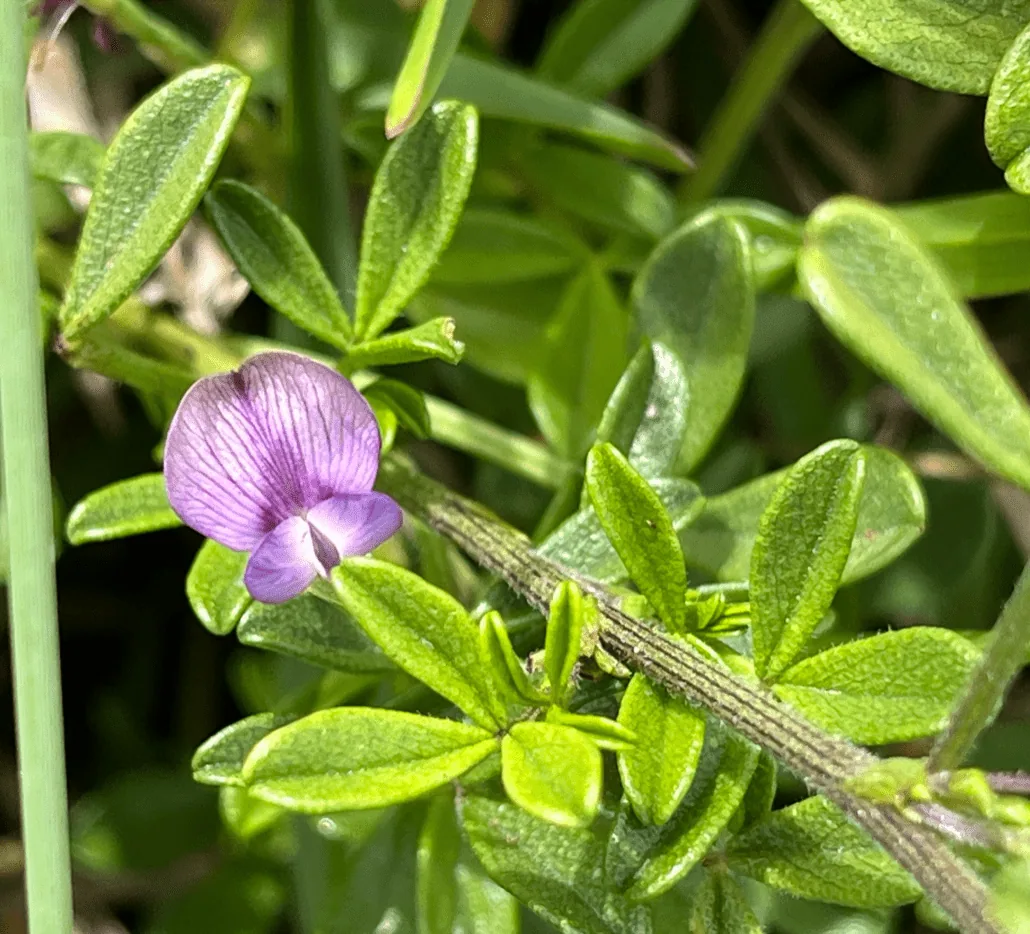 Embracing the Green: Celebrating Plant Appreciation Day and Conservation Efforts in South Africa, photo 3