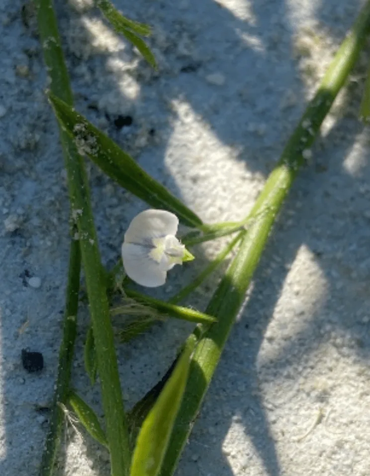 Embracing the Green: Celebrating Plant Appreciation Day and Conservation Efforts in South Africa, photo 4