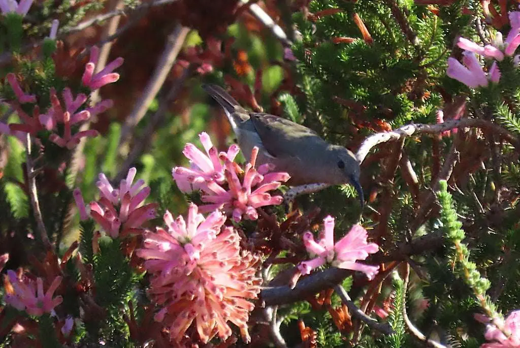 International Plant Appreciation Day 2024: Kenilworth Racecourse Conservation Area buzzing with Southern Double-Collared Sunbirds Amid Fynbos Bloom, photo 2