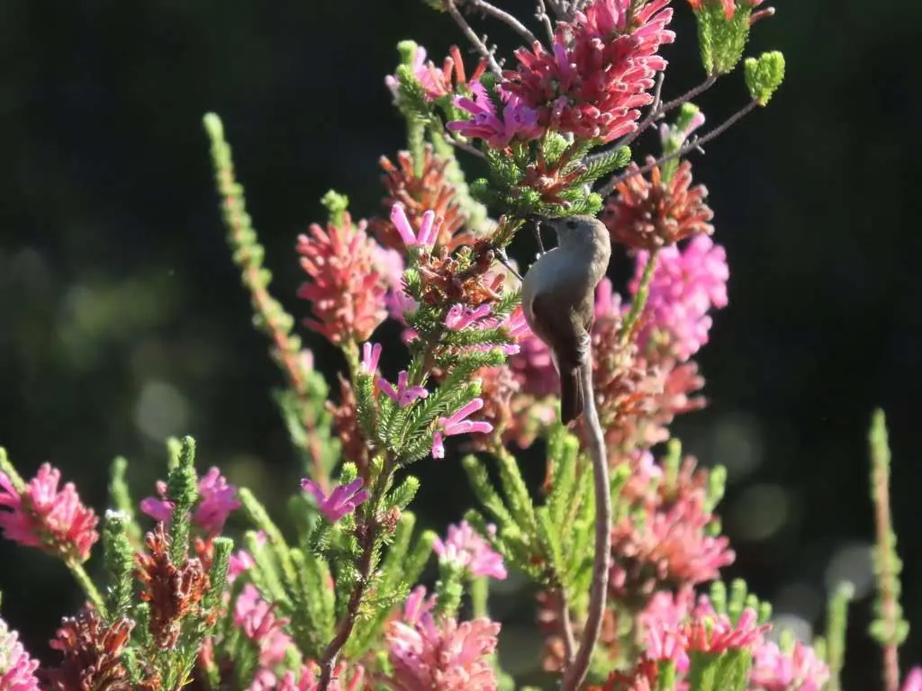 International Plant Appreciation Day 2024: Kenilworth Racecourse Conservation Area buzzing with Southern Double-Collared Sunbirds Amid Fynbos Bloom, photo 1