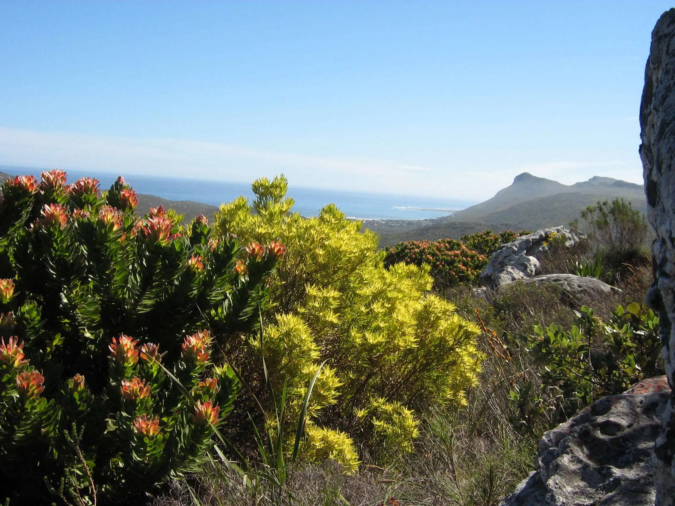 Guarding Green Giants: Celebrating International Day of Plant Health