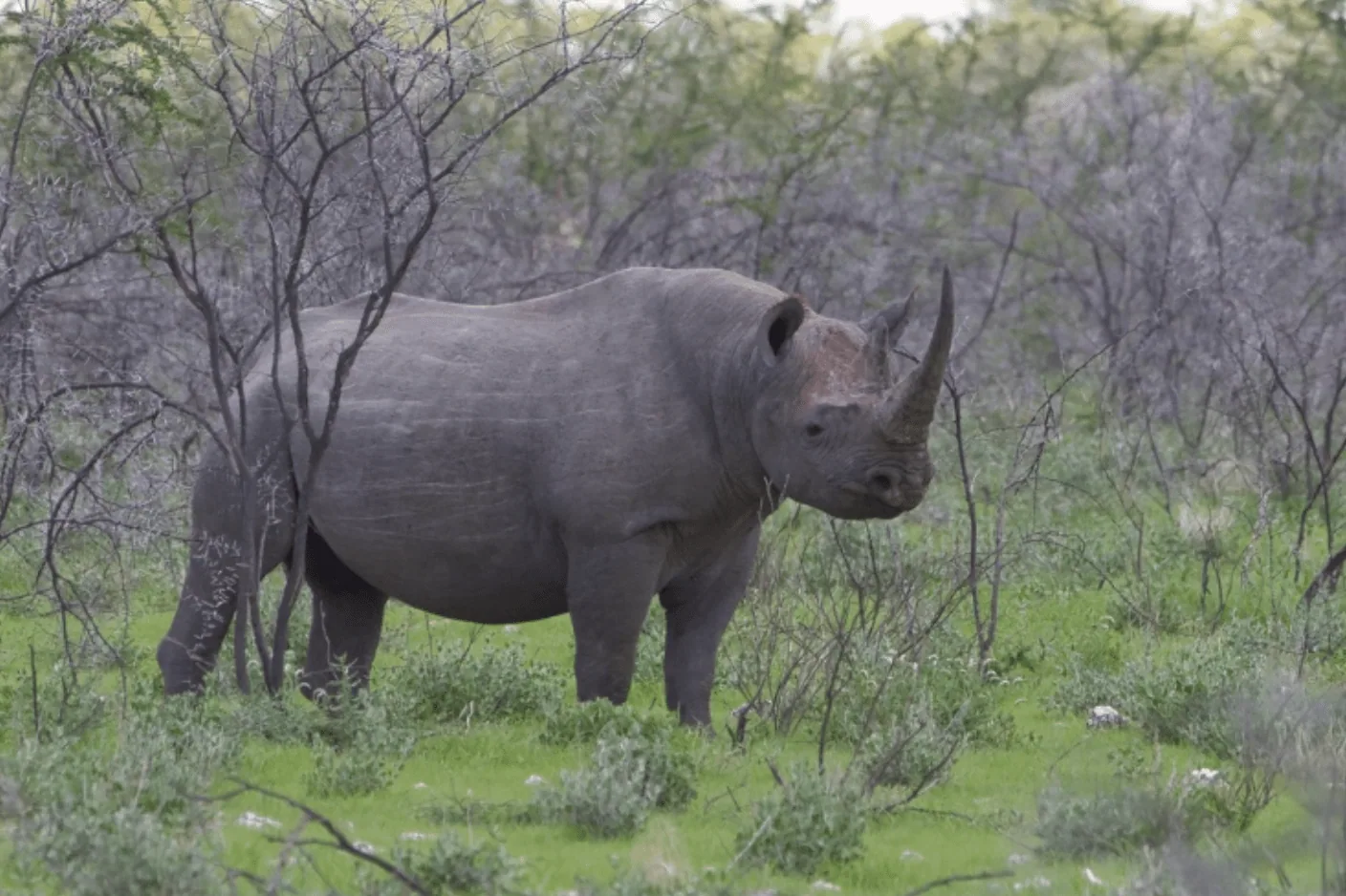 Celebrating South Africa’s Unique Wildlife on Endangered Species Day, photo 2