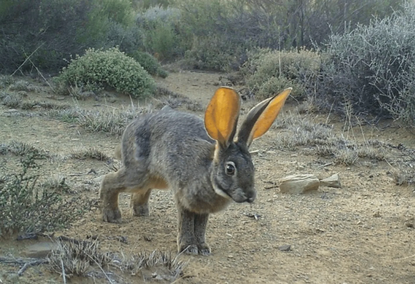 Celebrating South Africa’s Unique Wildlife on Endangered Species Day, photo 3