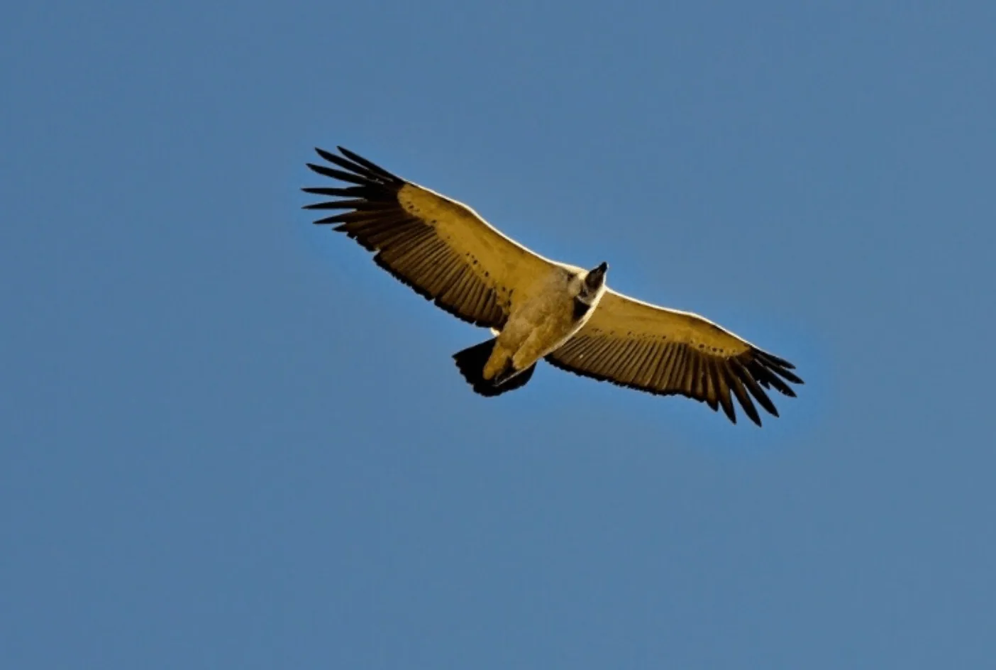 Celebrating South Africa’s Unique Wildlife on Endangered Species Day, photo 4
