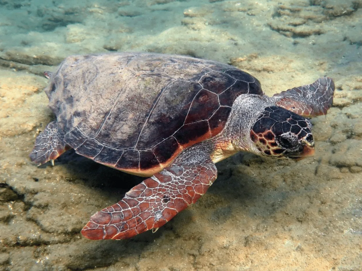 Celebrating World Turtle Day, photo 1