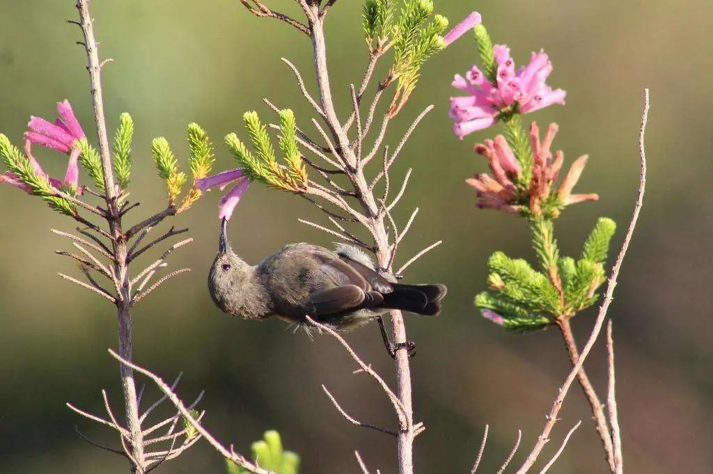 Female Southern Double Collard Sunbird Feeding on the Extinct in the Wild Erica Verticillata