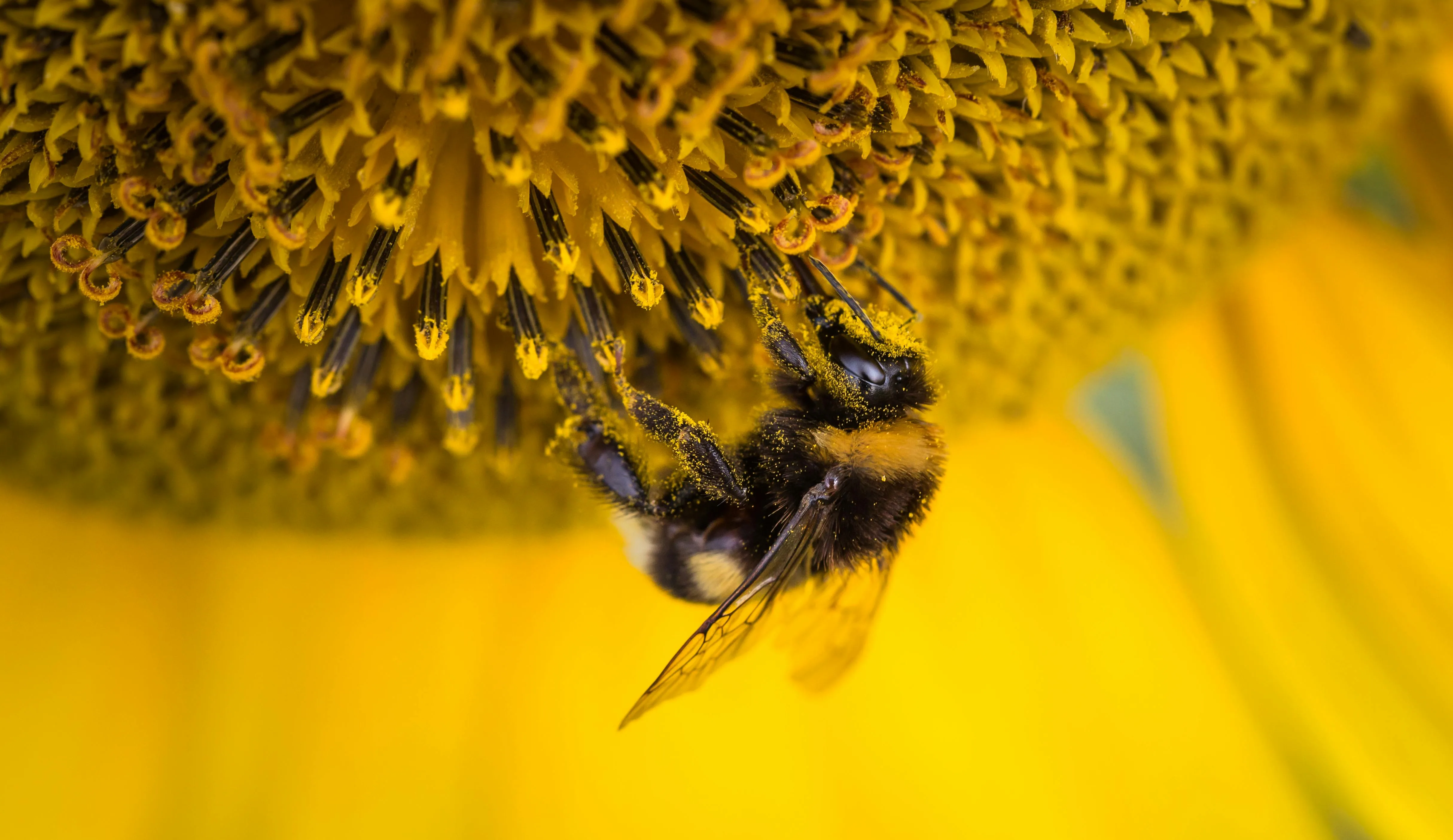 World Bee Day: Nature Connect and Cape Honeybees Empowering Fynbos Restoration, photo 1