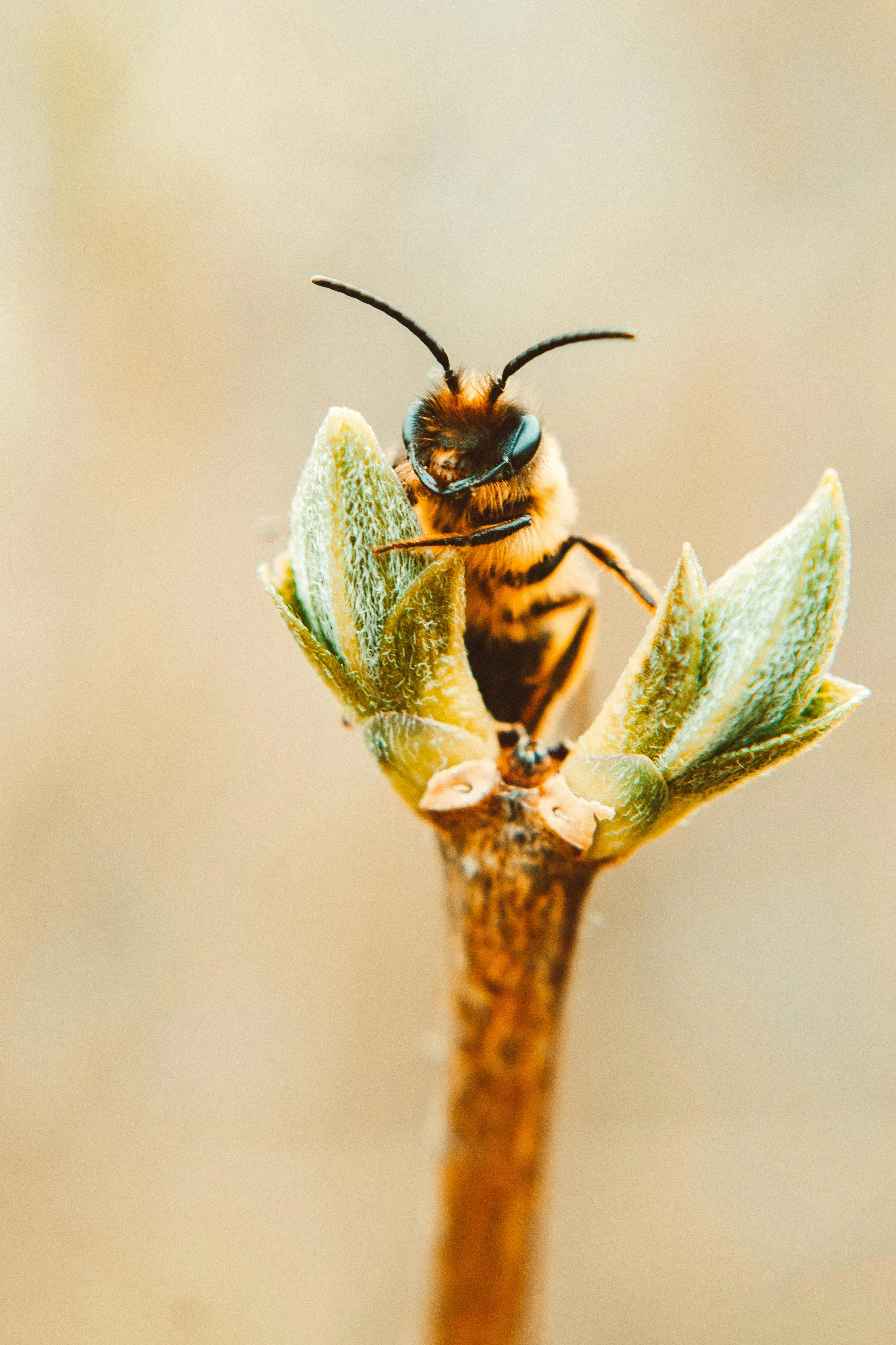 World Bee Day: Nature Connect and Cape Honeybees Empowering Fynbos Restoration, photo 2