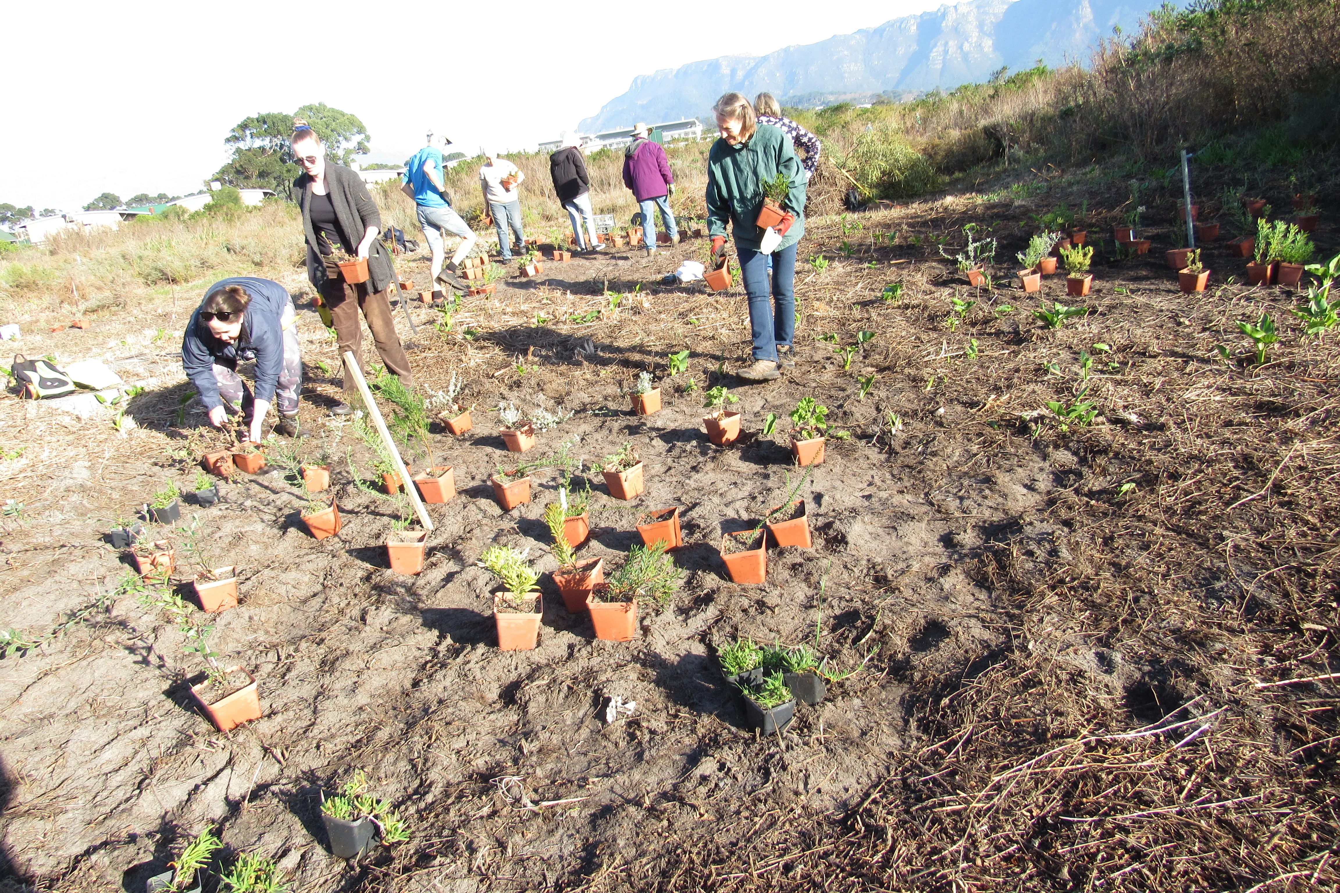 Make A Difference Week: Ecological Restoration of Cape Flats Sand Fynbos at Kenilworth Racecourse: A collaboration with the Society for Ecological Restoration Africa, photo 7
