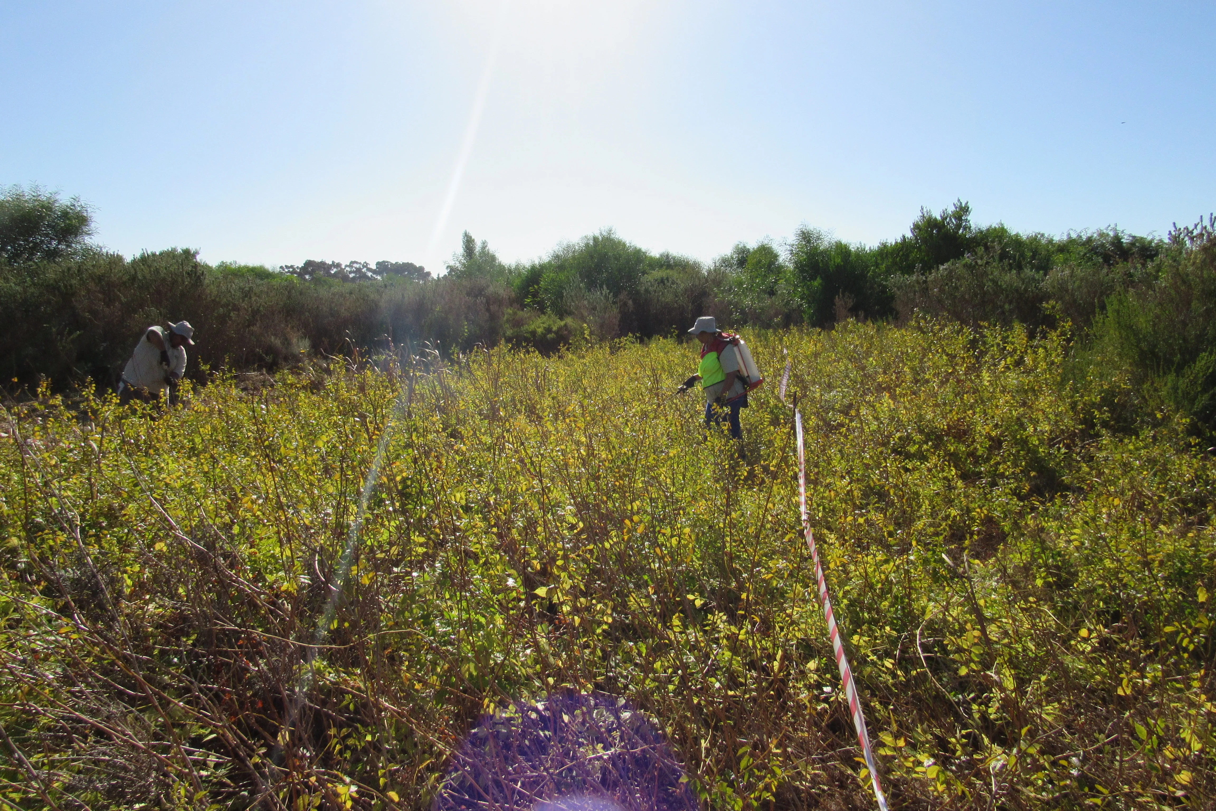 Make A Difference Week: Ecological Restoration of Cape Flats Sand Fynbos at Kenilworth Racecourse: A collaboration with the Society for Ecological Restoration Africa, photo 3